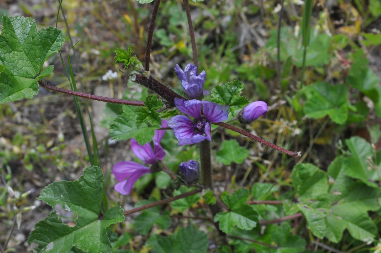 Image of Malva mauritiana specimen.