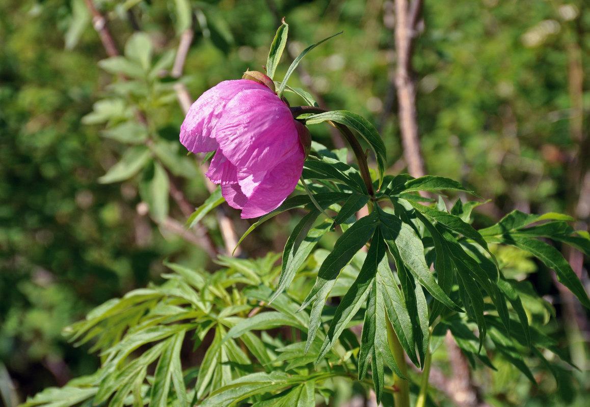 Image of Paeonia anomala specimen.