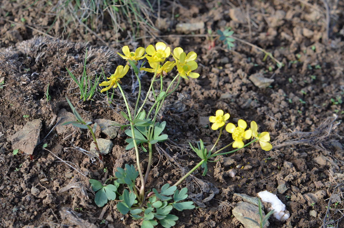 Изображение особи Ranunculus polyrhizos.