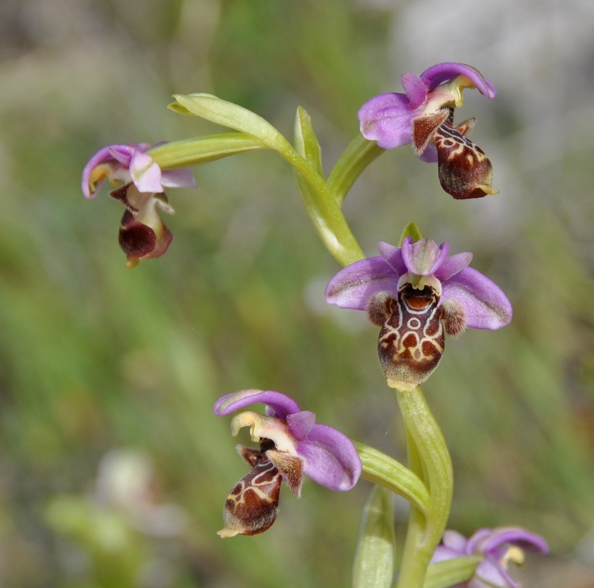 Изображение особи Ophrys umbilicata.