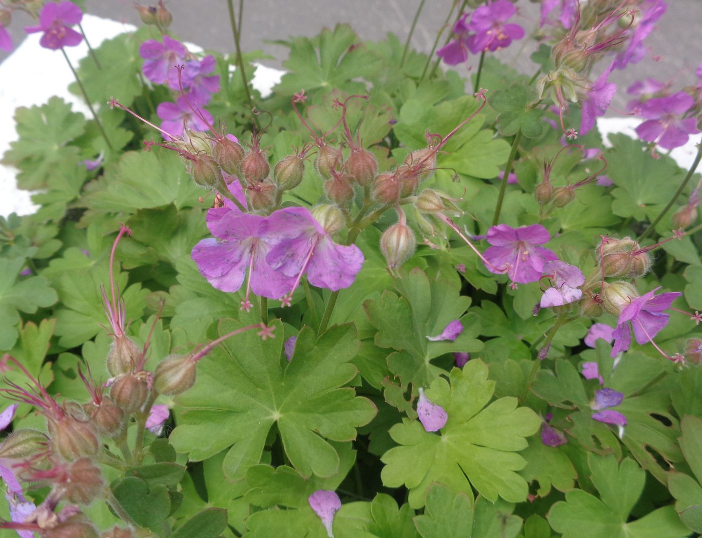 Изображение особи Geranium &times; cantabrigiense.