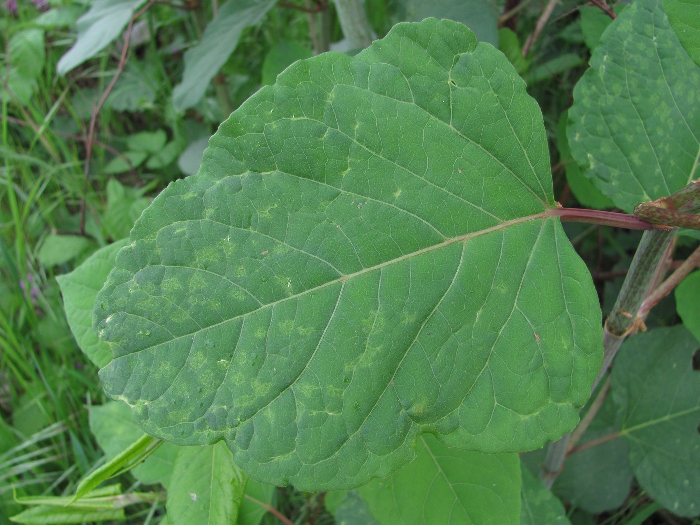 Image of Reynoutria japonica specimen.