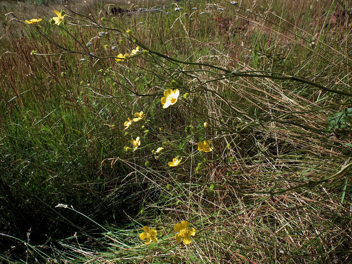 Image of Ranunculus acris specimen.