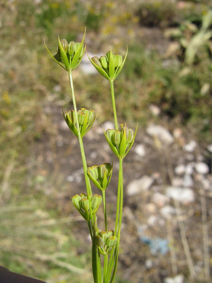 Image of Bupleurum commutatum specimen.