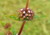 Phlomoides tuberosa