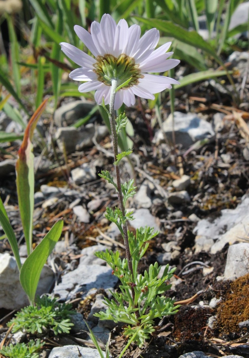 Image of Chrysanthemum zawadskii specimen.