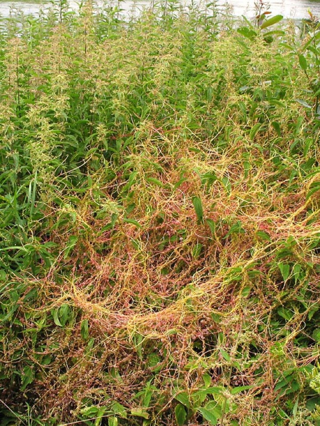 Image of Cuscuta europaea specimen.