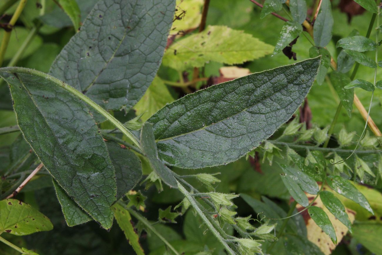 Image of Symphytum caucasicum specimen.