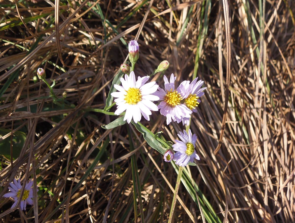 Image of Tripolium pannonicum specimen.