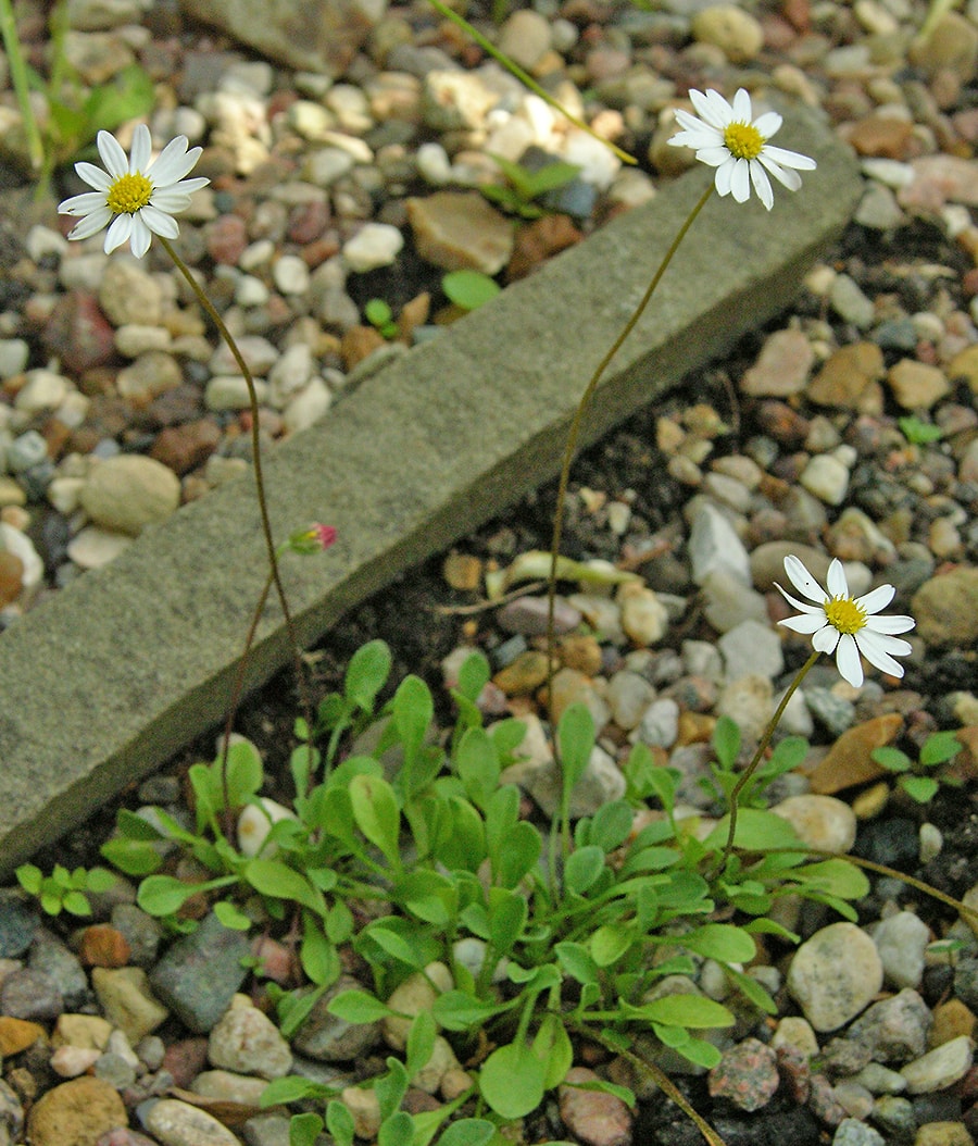 Изображение особи Bellium bellidioides.