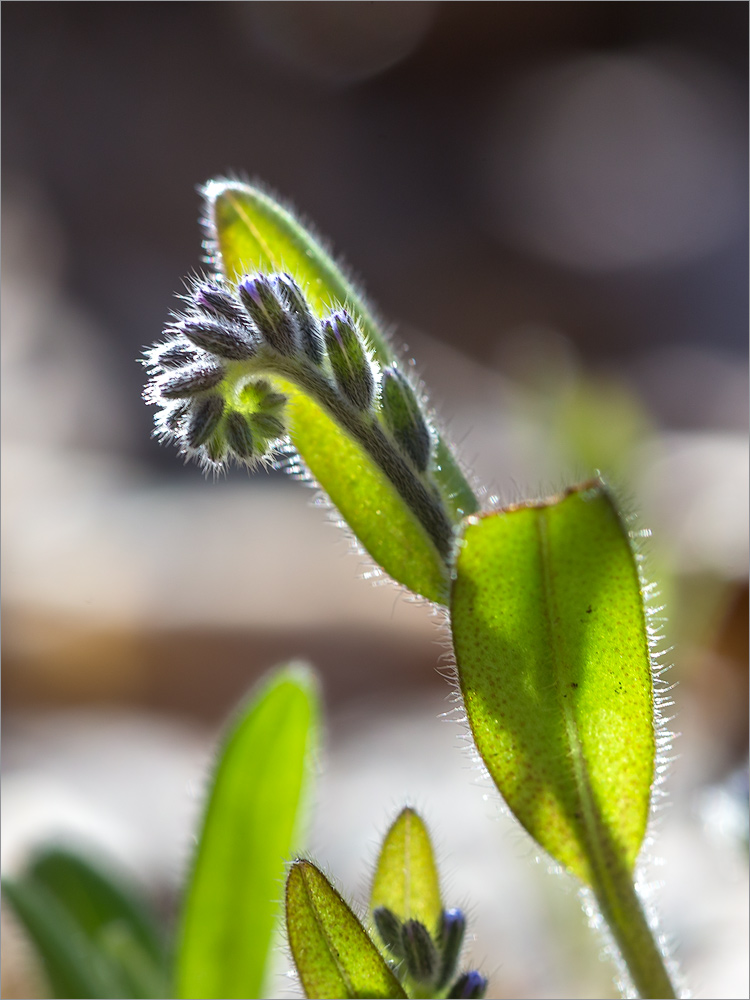 Image of Myosotis micrantha specimen.