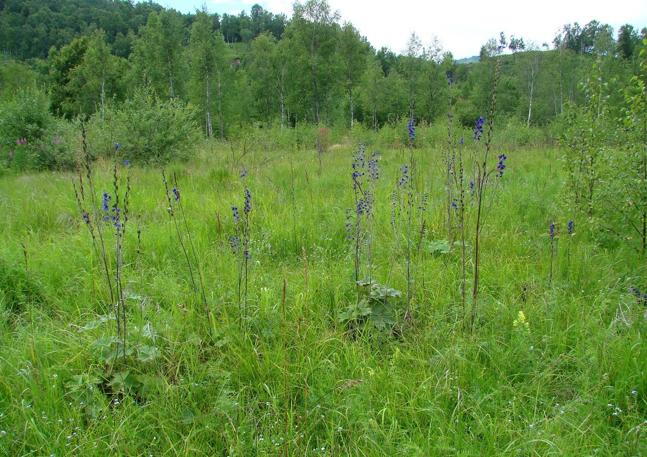 Изображение особи Delphinium korshinskyanum.