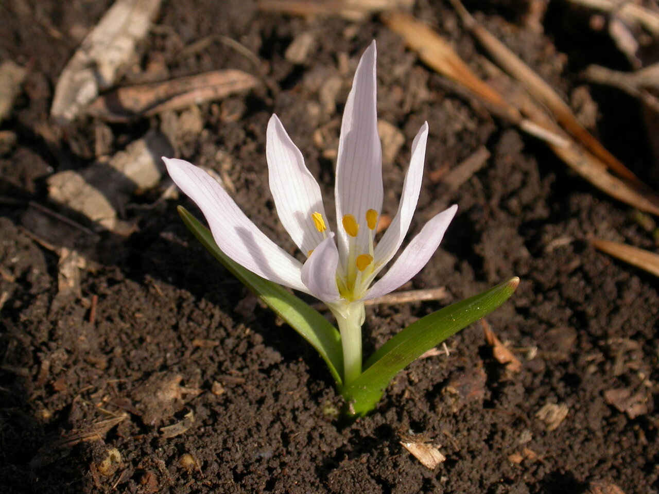 Изображение особи Colchicum szovitsii.