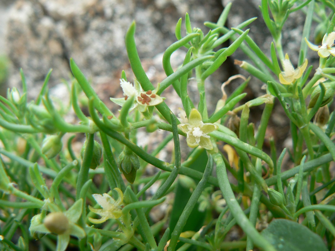 Image of Spergularia marina specimen.