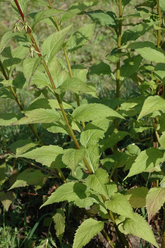 Image of Campanula latifolia specimen.