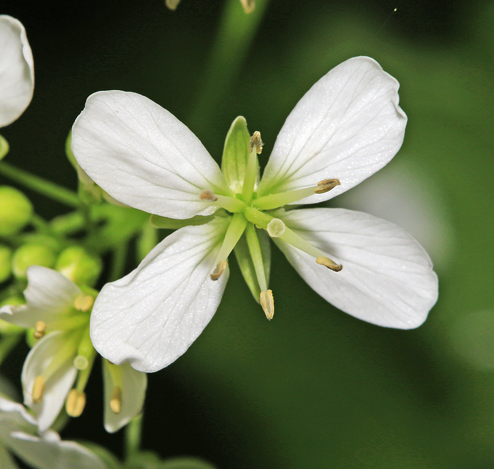 Изображение особи Cardamine macrophylla.