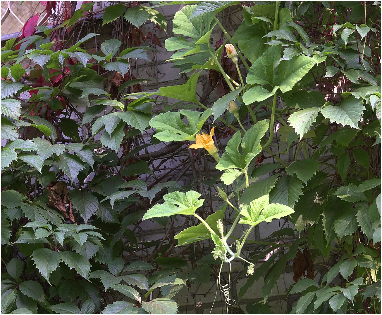 Image of Cucurbita maxima specimen.