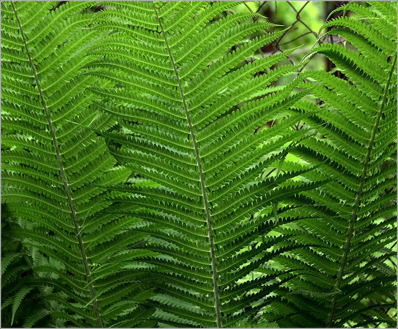 Image of Matteuccia struthiopteris specimen.