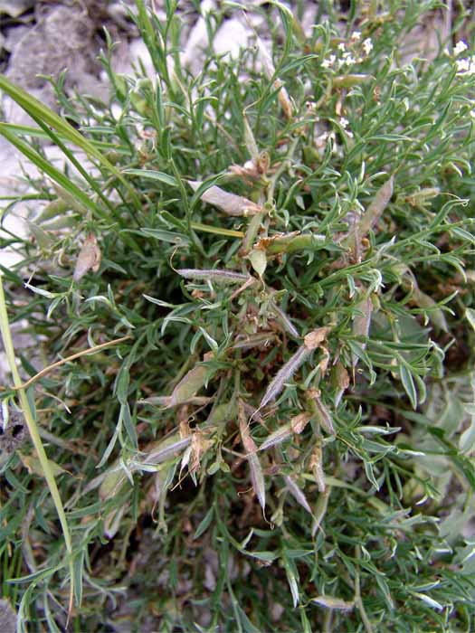 Image of Genista compacta specimen.