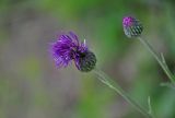 Cirsium maackii. Соцветие. Приморье, окр. г. Находка, гора Племянник, лиственный лес. 29.07.2021.