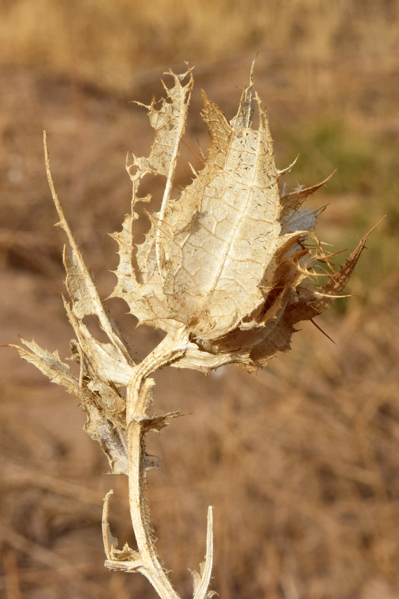 Image of Centaurea benedicta specimen.