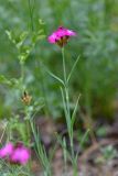 Dianthus ruprechtii. Верхушка цветущего растения. Республика Северная Осетия-Алания, Ирафский р-н, Большой Кавказ, Гуларский хребет, правый склон ущелья р. Гулардон в р-не дороги, ведущей на перевал Гуларвцек, ≈ 2700 м н.у.м., субальпийский луг. 07.07.2021.