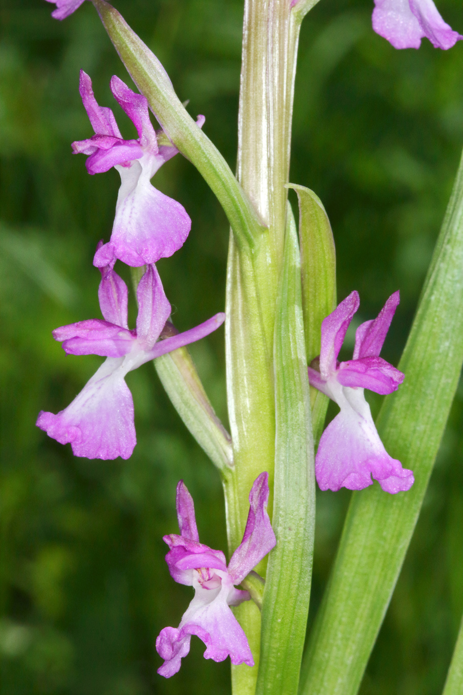 Изображение особи Anacamptis laxiflora ssp. elegans.