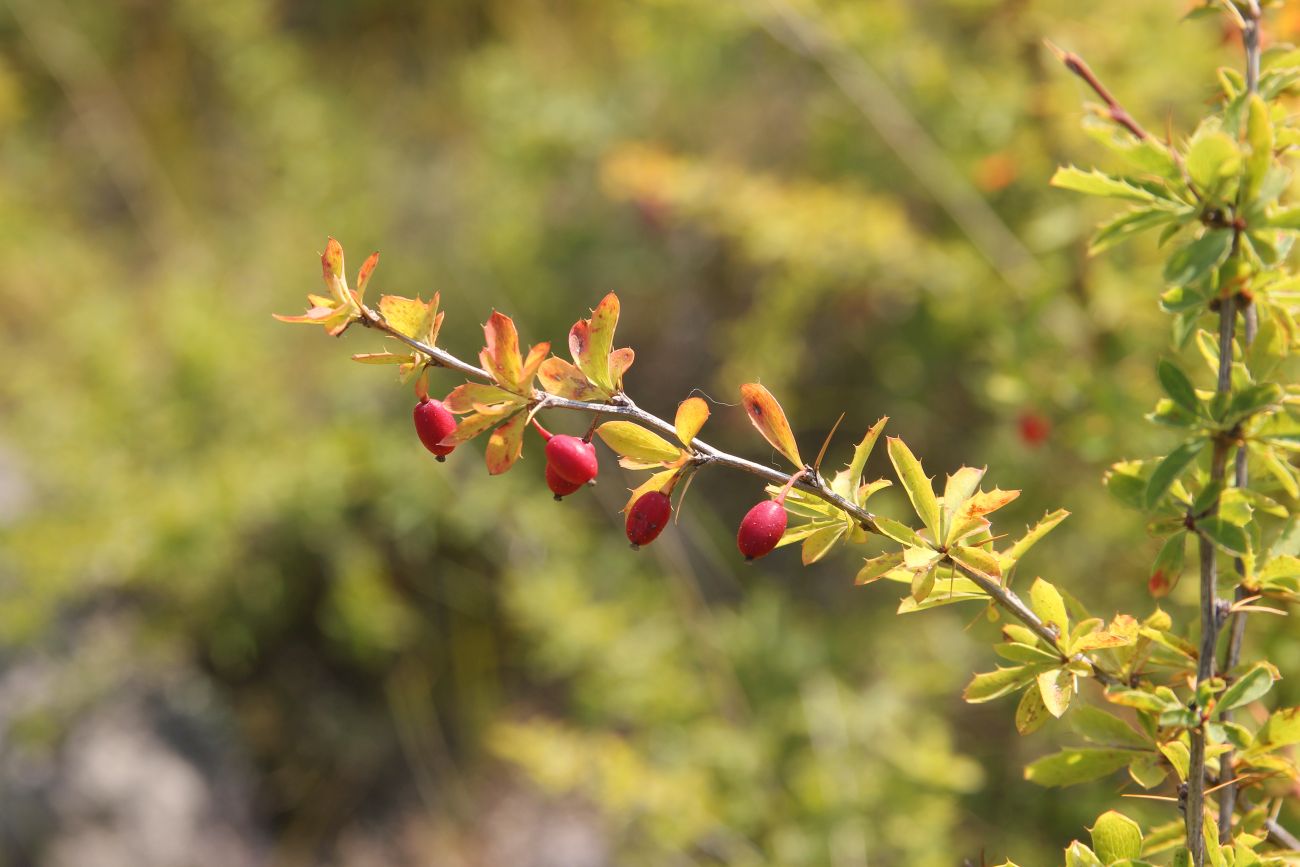 Image of Berberis sibirica specimen.