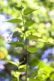 Kerria japonica разновидность pleniflora. Побег. Абхазия, г. Сухум, Сухумский ботанический сад. 14.05.2021.