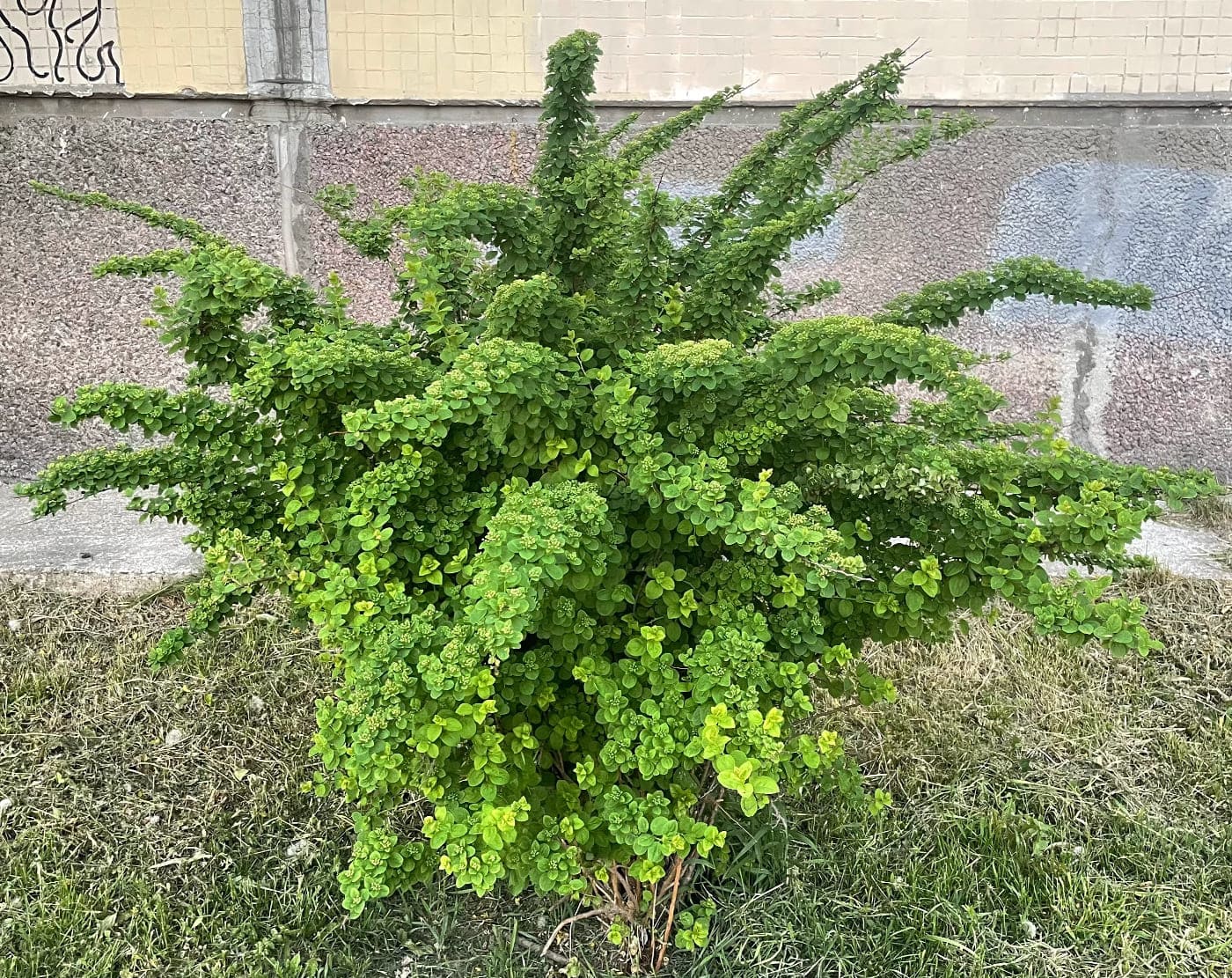 Изображение особи Spiraea nipponica.