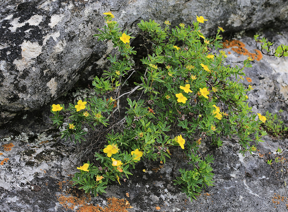 Image of Dasiphora flava specimen.