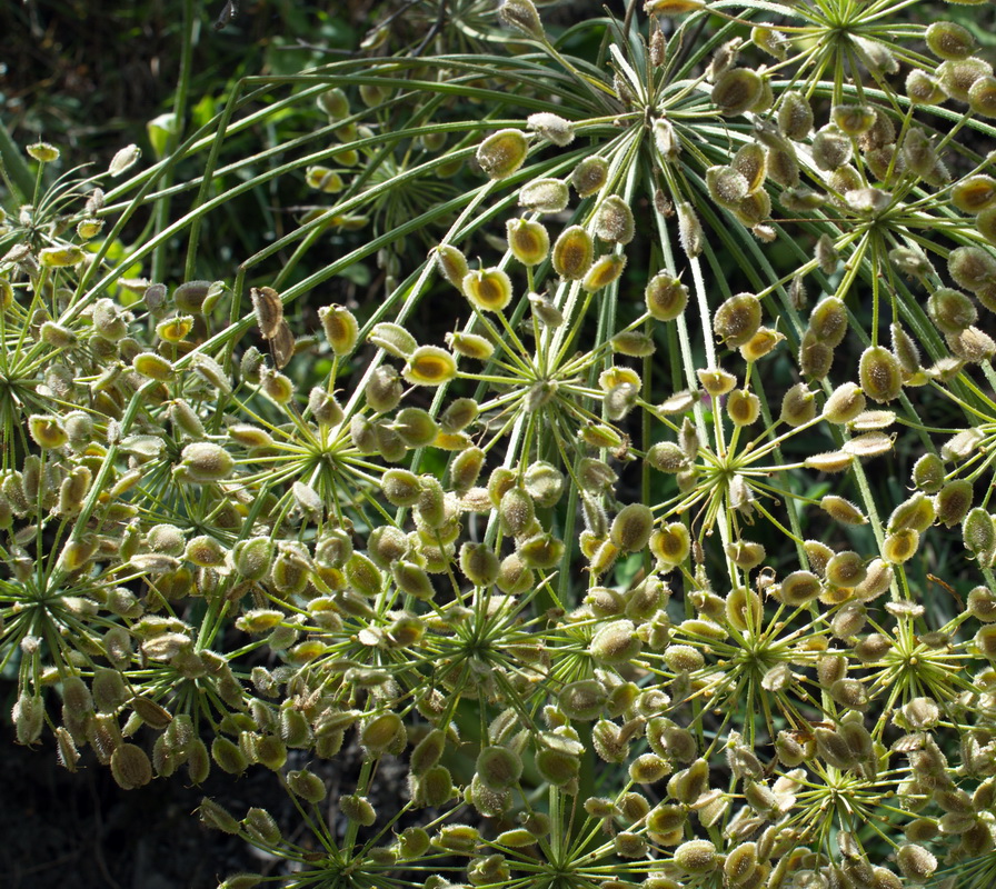 Image of genus Heracleum specimen.