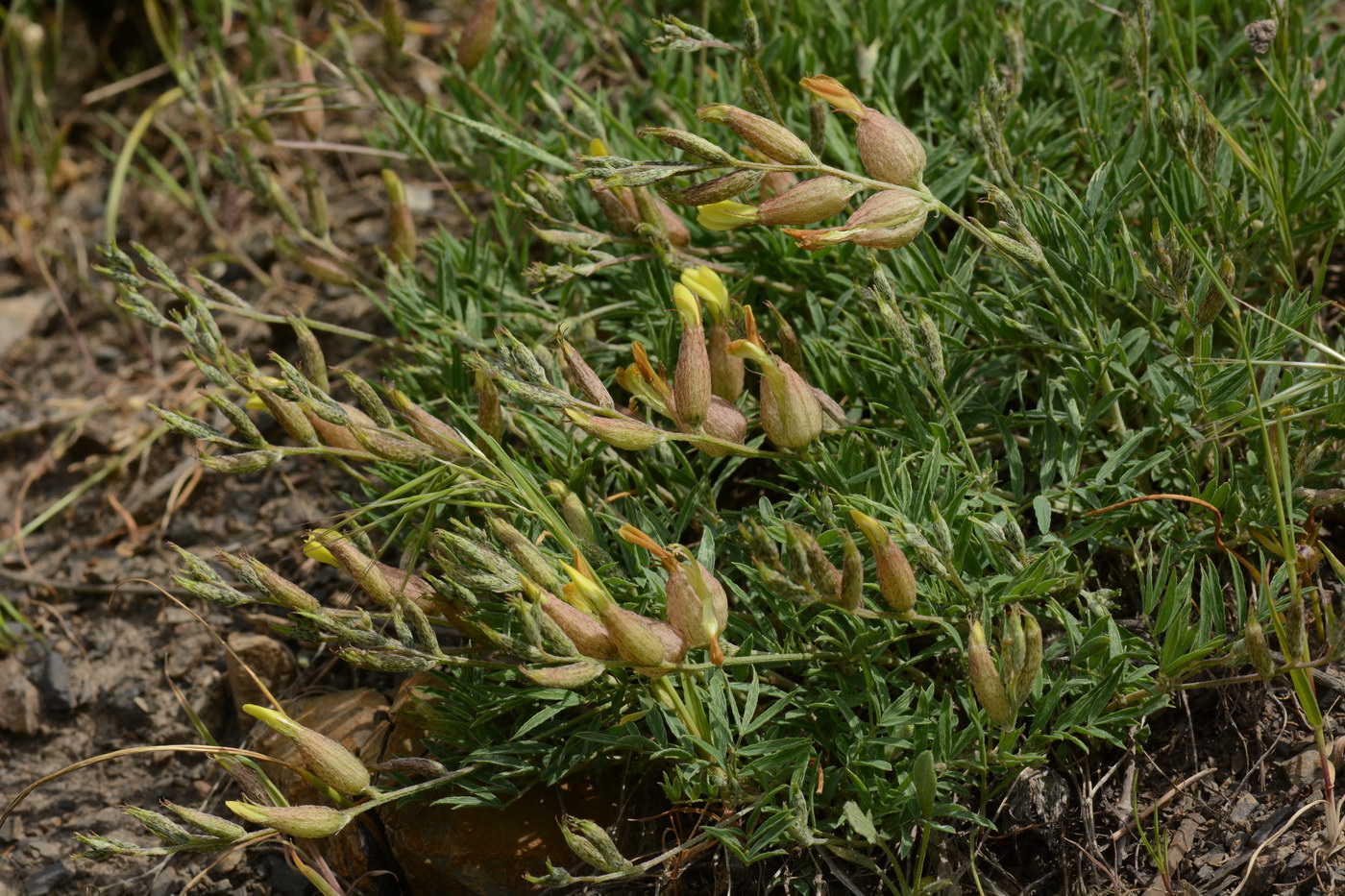 Image of Astragalus xanthomeloides specimen.