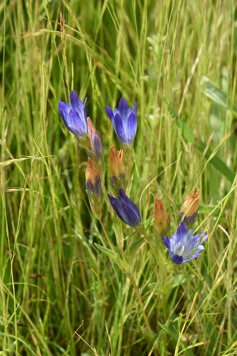 Изображение особи Gentiana olivieri.