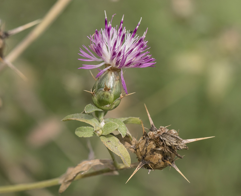 Изображение особи Centaurea iberica.