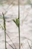 Calamagrostis meinshausenii