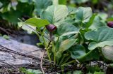 Arisarum simorrhinum