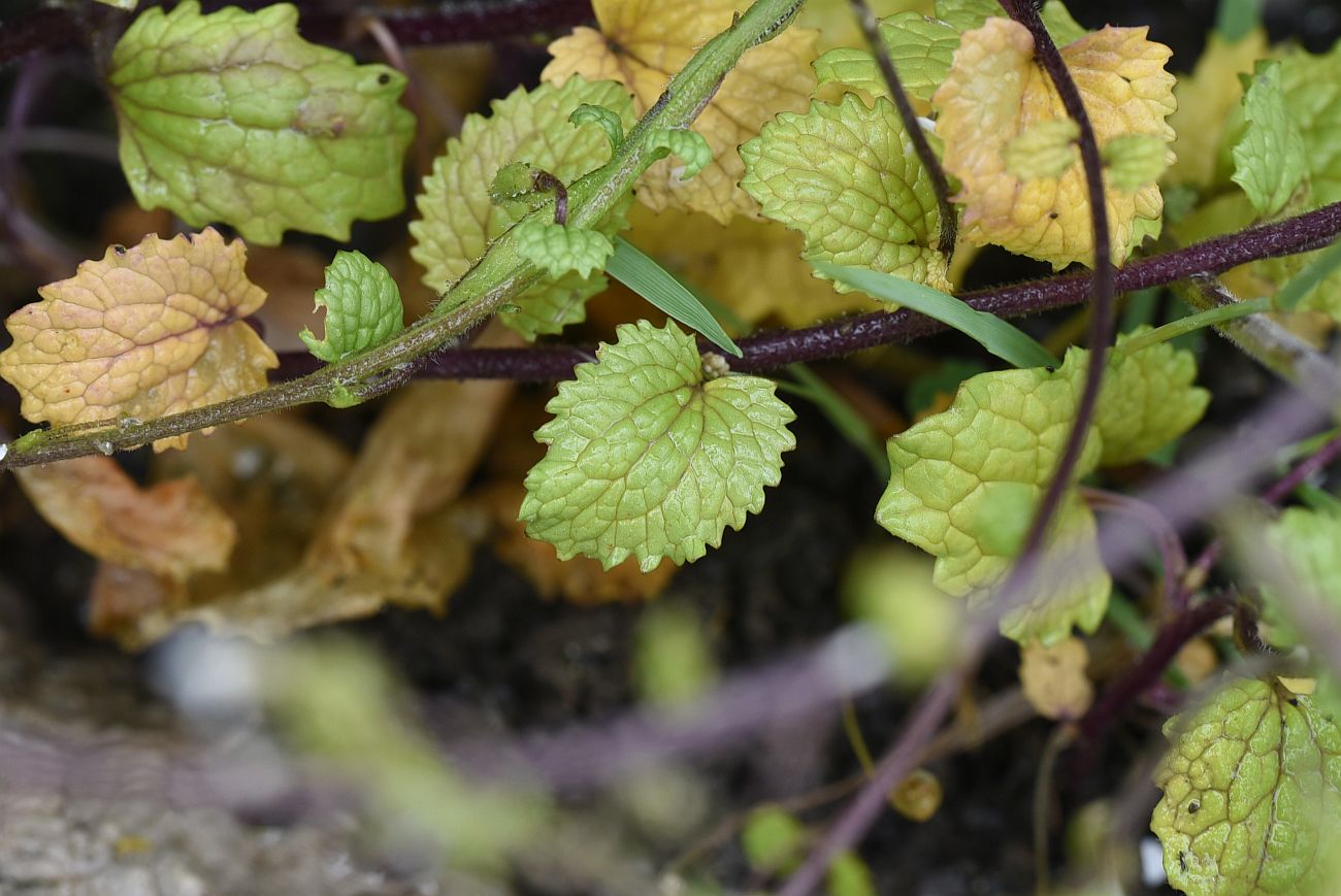 Image of Alliaria taurica specimen.