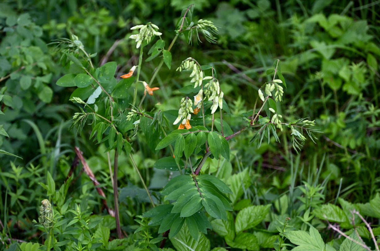 Image of Lathyrus gmelinii specimen.