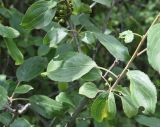 Rhamnus cathartica. Часть плодоносящей ветви с незрелыми плодами. Кабардино-Балкария, Эльбрусский р-н, окр. устья р. Бедык, заросли на правом берегу. 25 июля 2022 г.