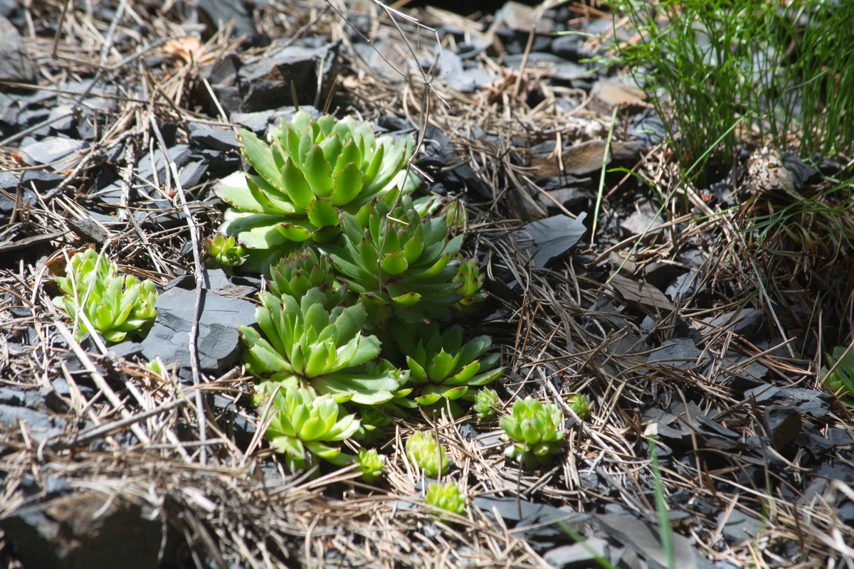 Image of genus Sempervivum specimen.