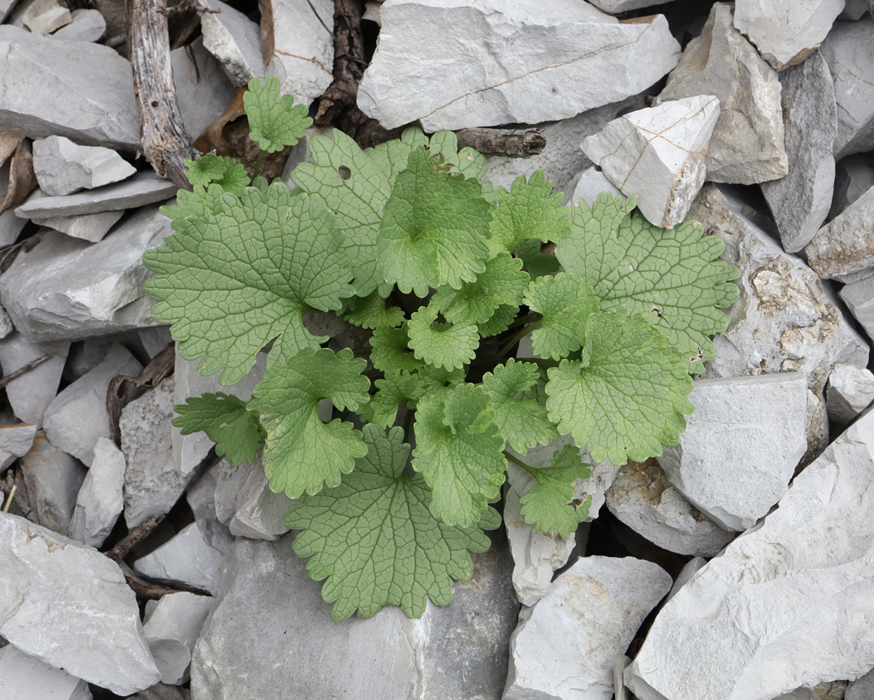 Изображение особи Sobolewskia truncata.