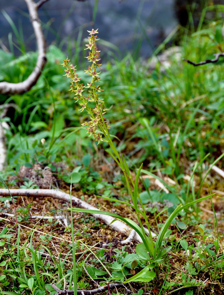 Изображение особи Veratrum anticleoides.