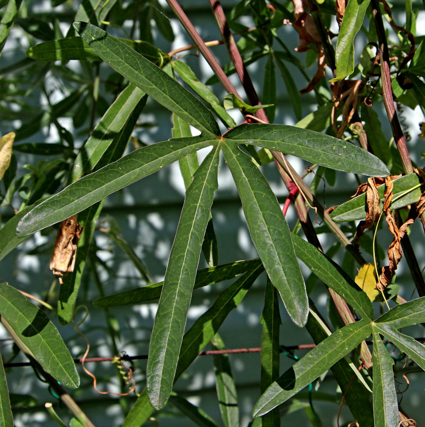 Image of Passiflora caerulea specimen.