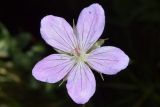 Geranium collinum. Цветок (вид сверху). Узбекистан, Кашкадарьинская обл., Китабский геологический заповедник; Зеравшанский хр., местность Обиё, глинистый склон. 21.07.2023.