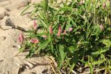 Persicaria amphibia