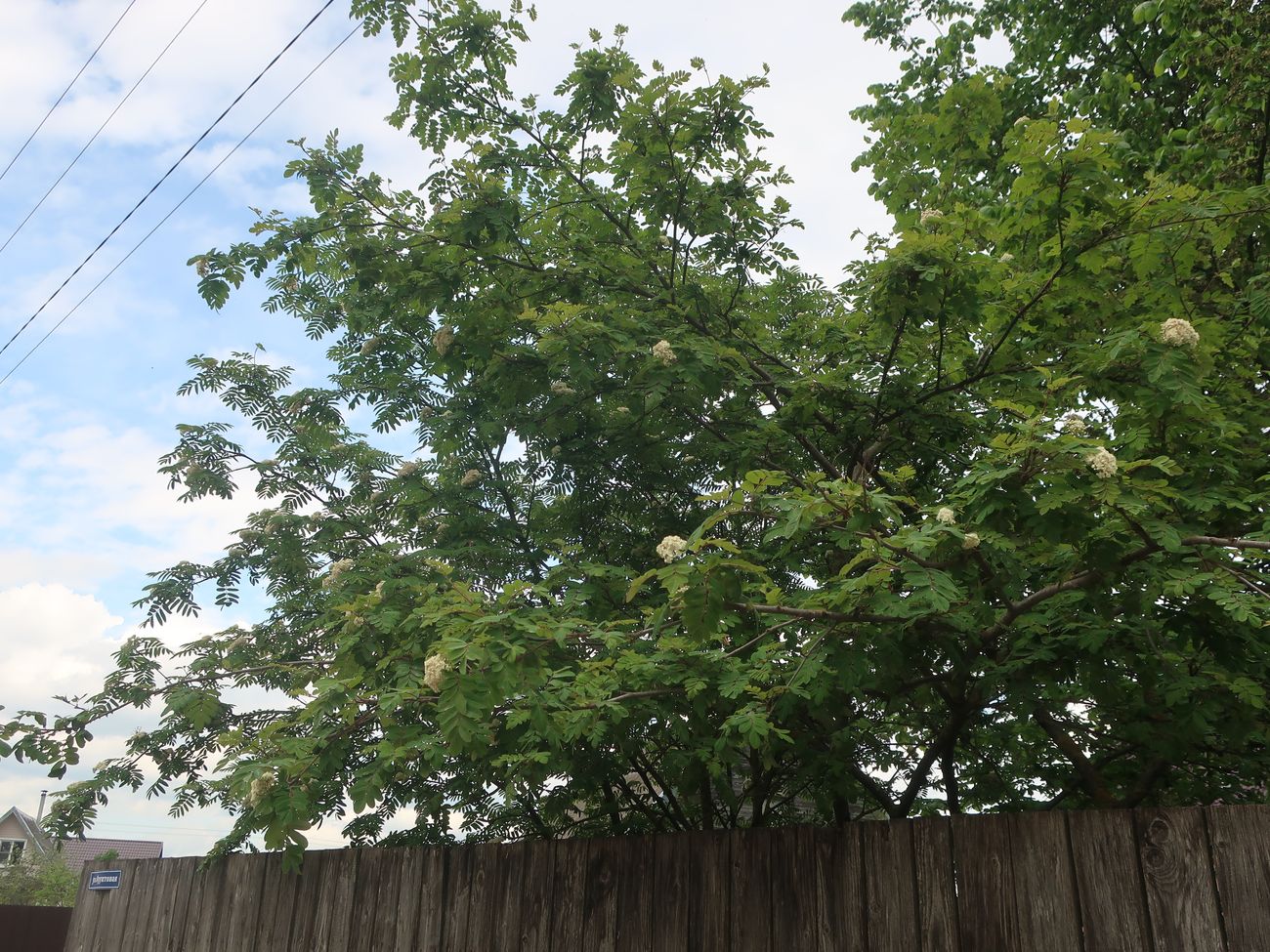 Image of genus Sorbus specimen.