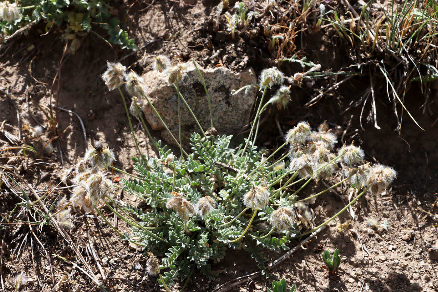 Изображение особи Oxytropis albovillosa.