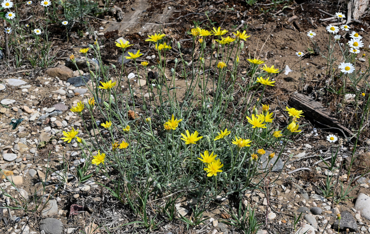 Image of Scorzonera biebersteinii specimen.