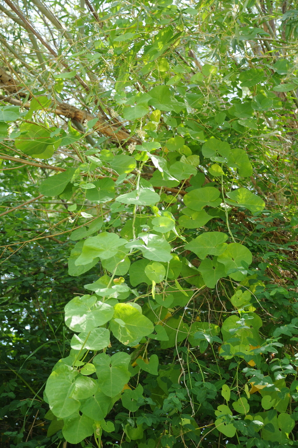 Image of genus Cynanchum specimen.